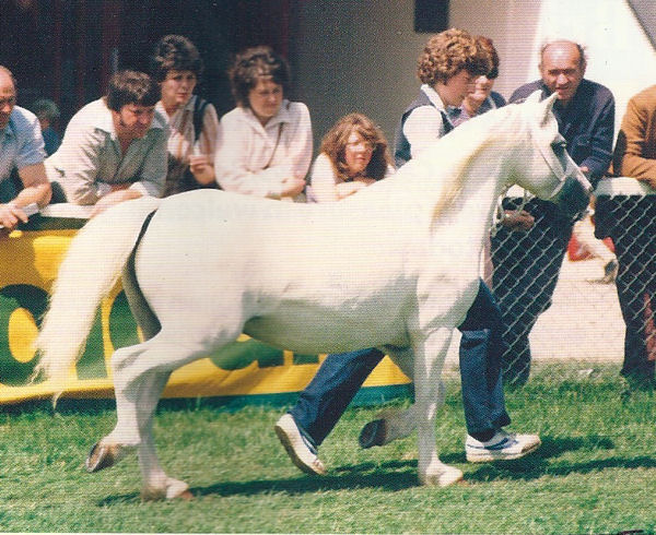 WELSH MOUNTAIN PONIES AT TREFAES STUD